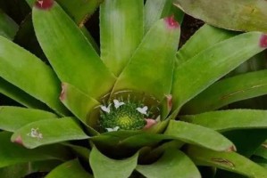 探秘热带雨林植物的奥秘（深入了解热带雨林植物的生态特征及应用前景）