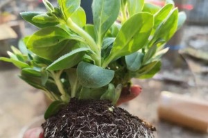 家庭牵牛花养护全指南（轻松拥有美丽牵牛花，）