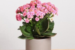 扁花盆的理想花卉种植（如何选择适合扁花盆种植的花卉？）