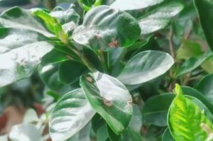 栀子花开败后的应对策略（保护花朵、调整心态、重新蓄势）
