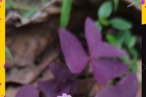 紫色榨浆草花的养殖技巧（打造居家花园，尽享紫色花海）