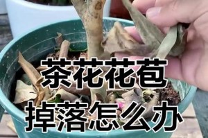 茶花黄叶的原因及解决方法（探究茶花黄叶现象，有效防治措施）