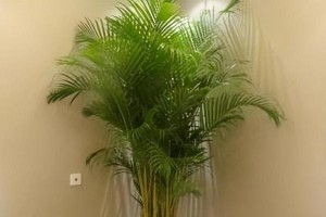 火命人养什么植物旺财？（打造财运必备植物园，金钱滚滚来！）