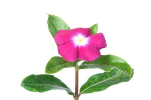 花草盛放的中土（生命之美在花海中绽放）