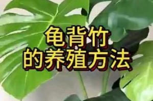 冬季养护龟背竹的技巧（保持温暖，让龟背竹茁壮成长）