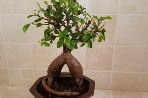 如何处理植物嫩叶枯黄问题（有效解决嫩叶枯黄的方法与技巧）