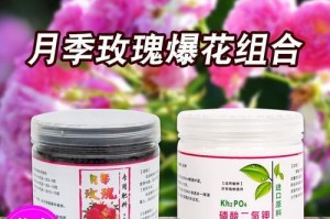 室内盆栽月季的正确施肥方法（让你的盆栽月季健康茂盛的关键）