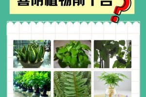 虎皮兰喜阳还是喜阴？（探究虎皮兰的适宜生长环境）