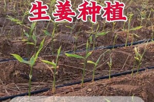 探究以姜怎么种将不用土种的方法（科学种植方法，培养绿色生活）