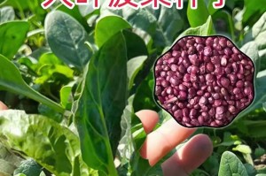 盆栽菠菜的养护指南（打造健康美丽的盆栽菠菜家中新宠爱的养育秘籍）