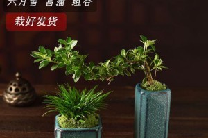 以六月雪盆景种植的关键步骤及技巧（打造美丽花卉盆景以六月雪是首选）
