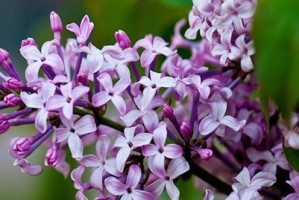 丁香花语的寓意（解读丁香花的神秘花语）