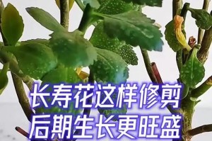 长寿花的生长过程（掌握长寿花的栽培技巧，开启长寿花的奇妙世界）