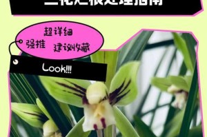 如何补救米兰烂根问题（探索米兰烂根成因及有效解决方法）
