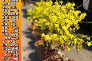 迎春花的种植与养护技巧（冬天怎样养迎春花？迎春花的喜冷、耐寒特性带来别样的花季美景）
