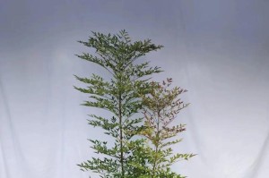 天竹冷天怎么养？保持温暖（掌握正确的养护方法，让天竹在寒冷冬天中茁壮成长）