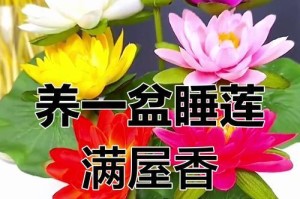 如何养好睡莲（睡莲养护的关键技巧及注意事项）