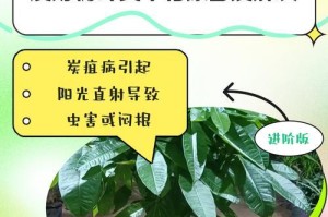 如何解决发财树烂叶子问题（一篇综合教你保持健康的发财树的指南）