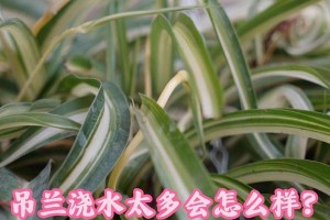 养护盆栽吊兰的浇水技巧（让你的吊兰健康成长，水分要得当）