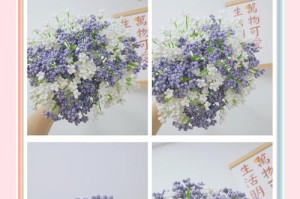 满天星开花后怎么处理（科学护理让满天星重现生机）