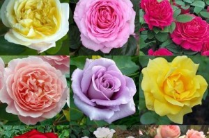 探索丰富多样的月季花世界（品味月季花的魅力与种类）