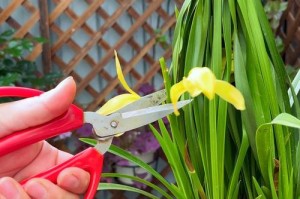 探究兰花开花后下垂的原因与解决办法（兰花开花后出现下垂的症状及其处理方法）