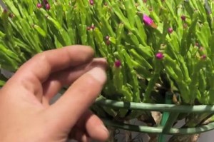 培育优质叶仙的关键要素与方法（打造出色叶仙的技巧与经验分享）