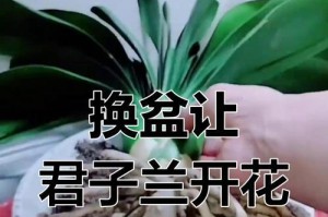 以君子兰不旺盛，如何护理？（以君子兰健康生长的秘诀）