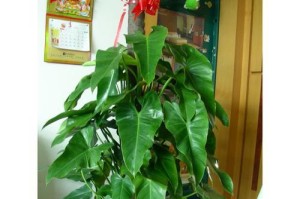 红宝石喜林芋的浇水技巧（保持适度湿润，让红宝石喜林芋茁壮成长）
