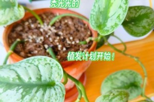 绿萝的叶尖烂原因及解决方法（绿萝叶尖腐烂是什么原因导致的？如何有效预防和治疗？）
