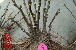 掌握正确的牡丹花修剪方法，打造绚丽花园（以地栽牡丹花修剪技巧分享，让花朵充满生机）