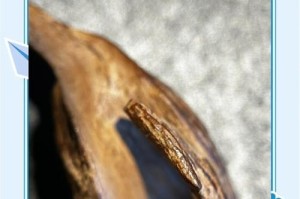 瑞香根烂了的救治方法（保护瑞香，拯救根部）