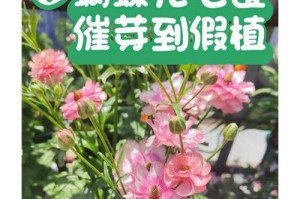 花毛茛花谢后的处理方法及注意事项（精心护理，延长花毛茛的寿命）
