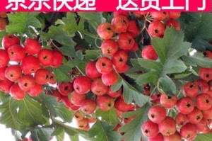 种植山楂树，享受果实的喜悦（探寻山楂树果实的好处与成长技巧）