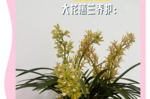 惠兰花的完美养殖指南（了解惠兰花的生长特点和精准养护技巧）