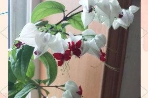 龙吐珠花的养护方法（打造一个美丽的龙吐珠花园）