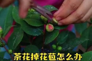 茶花过长的补救措施（如何修剪茶花保持适当长度）