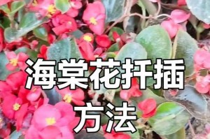 海棠花扦插的最佳时间（寻找最适宜扦插海棠花的月份）