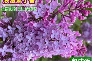 在院子里种丁香树，如何养护？（打造私家花园，赏心悦目的盛景）