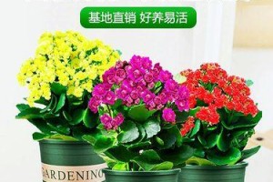 四季开花的植物大揭秘（四季花开，美丽不断——走进四季花海）