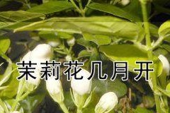 红色盛开的时节——红花开放的时间（几月份红花最美？红花开放的季节和观赏技巧）