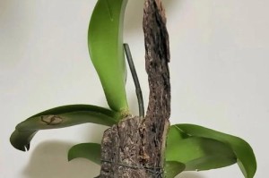 蝴蝶兰花土湿处理方法（保护蝴蝶兰健康成长的关键）