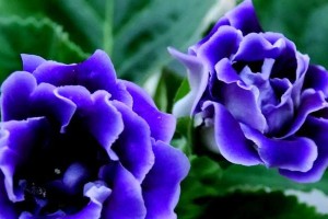 《大岩桐花如何培养，让花开得更加绚烂？》