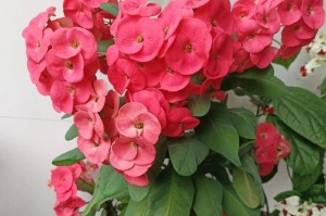 桃花与仙客（桃花烂漫之间，与仙客相遇的奇妙故事）