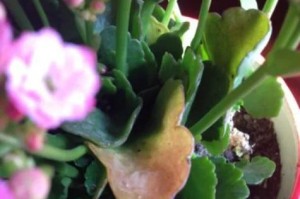长寿花叶子出现斑点该如何处理？（有效方法教你解决长寿花叶子斑点问题）