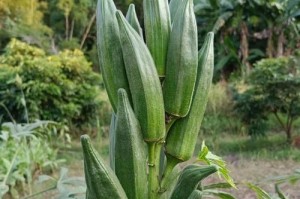 秋葵的成熟期和采摘时间（从花朵到果实的转变，让我们一起来了解秋葵成熟期和采摘时间。）