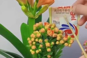 室内花卉养护指南（打造绿色家居生活，从室内花卉养护开始）