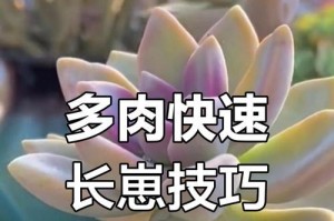 肉肉掉了叶子怎么发芽（肉肉植物的叶子掉落后如何重新发芽）