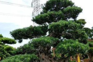 罗汉松喜阳还是喜阴？（解密罗汉松的养护之道）