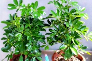 冬天如何合理施肥提高鹅掌柴生长（冬季施肥关键技巧，让鹅掌柴茂盛生长）